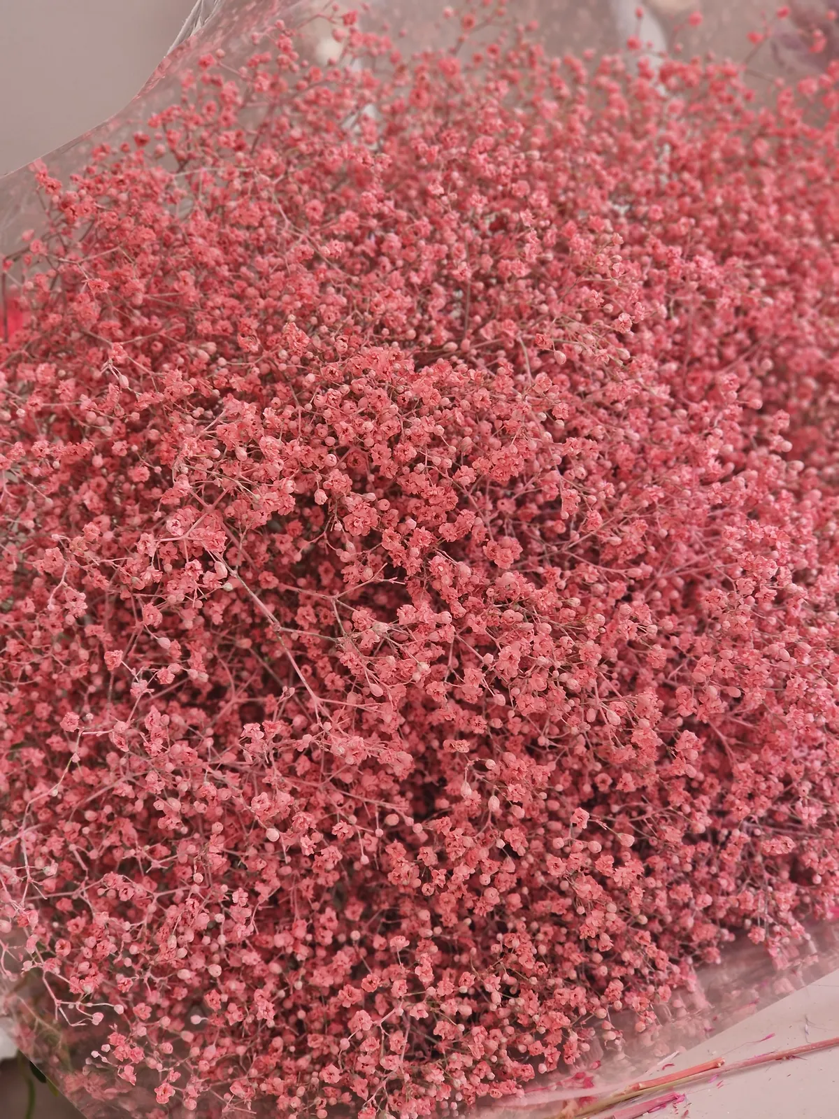 Gypsophile séchée teintée rose