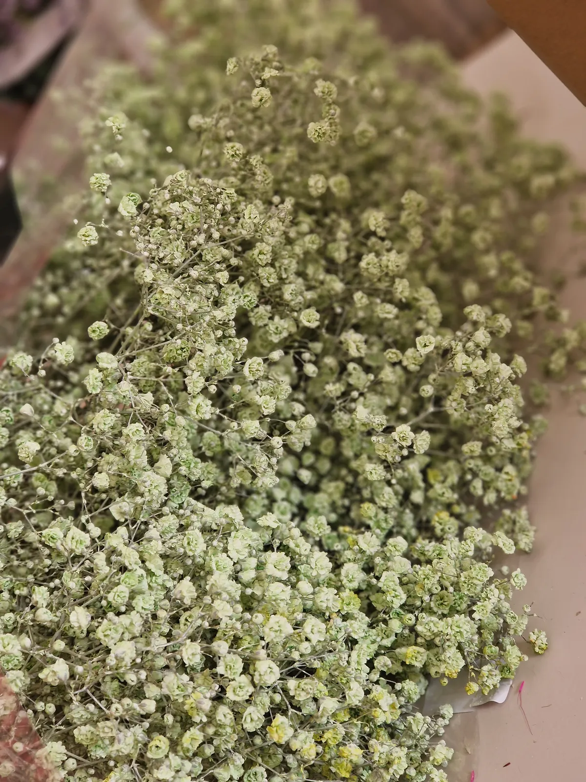 Brassée de gypsophile blanche séchée
