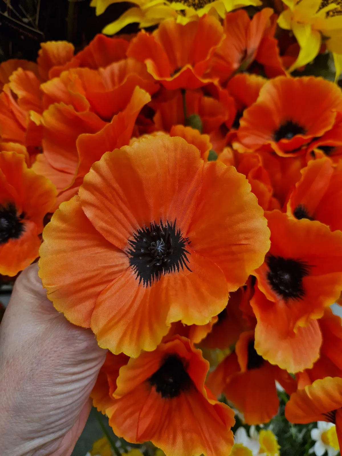 Coquelicots orangés en gros plan