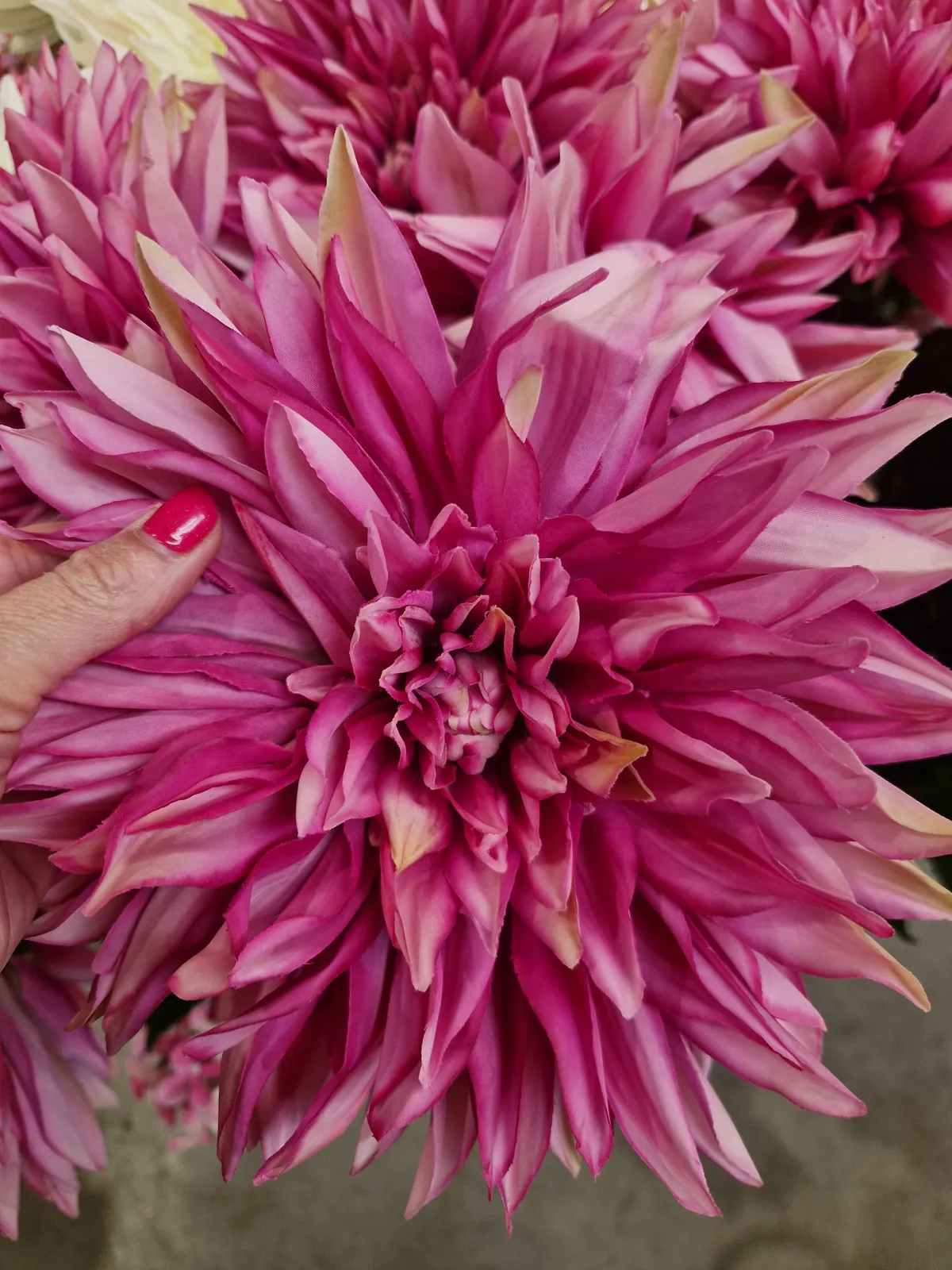 Dahlia rose en fleur
